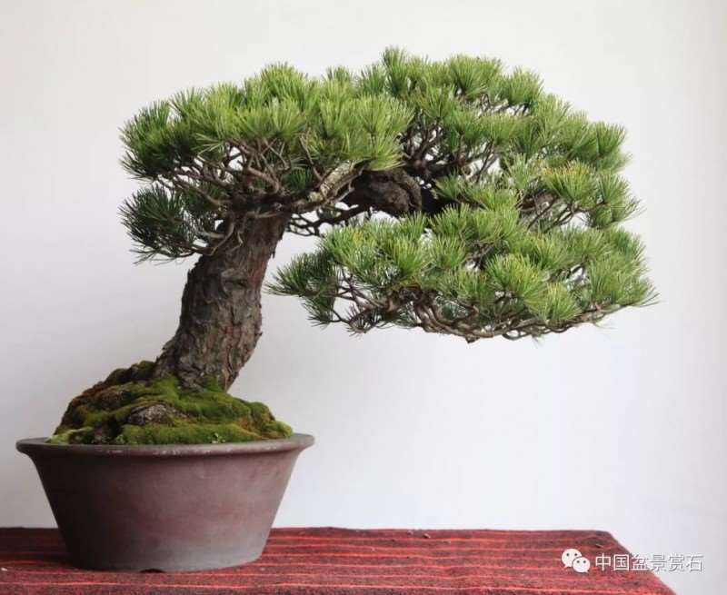 图解 怎么将日本五针松盆景改作成中国风