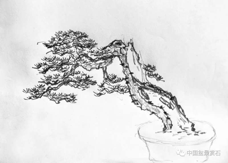 图解 怎么将日本五针松盆景改作成中国风