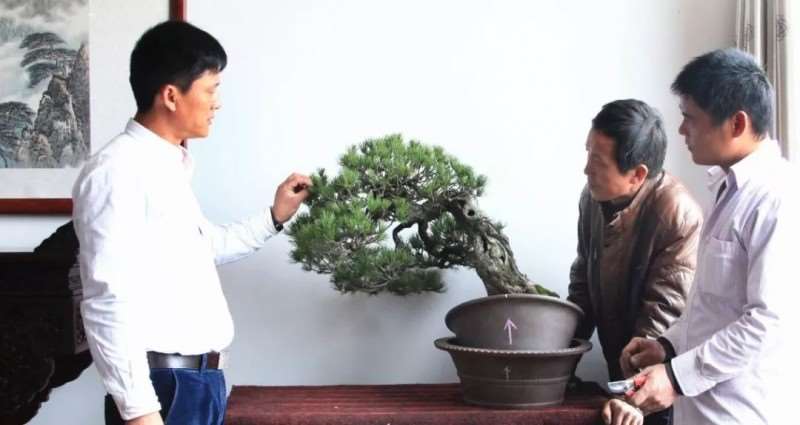 图解 怎么将日本五针松盆景改作成中国风