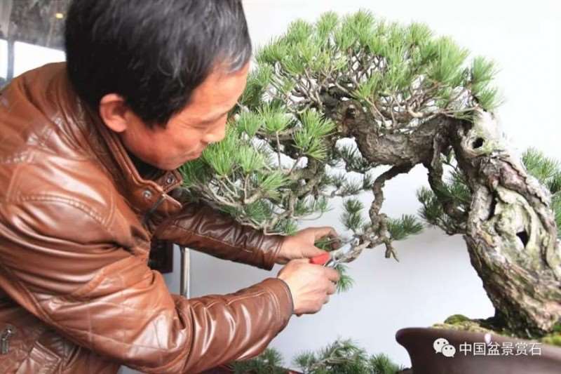 图解 怎么将日本五针松盆景改作成中国风