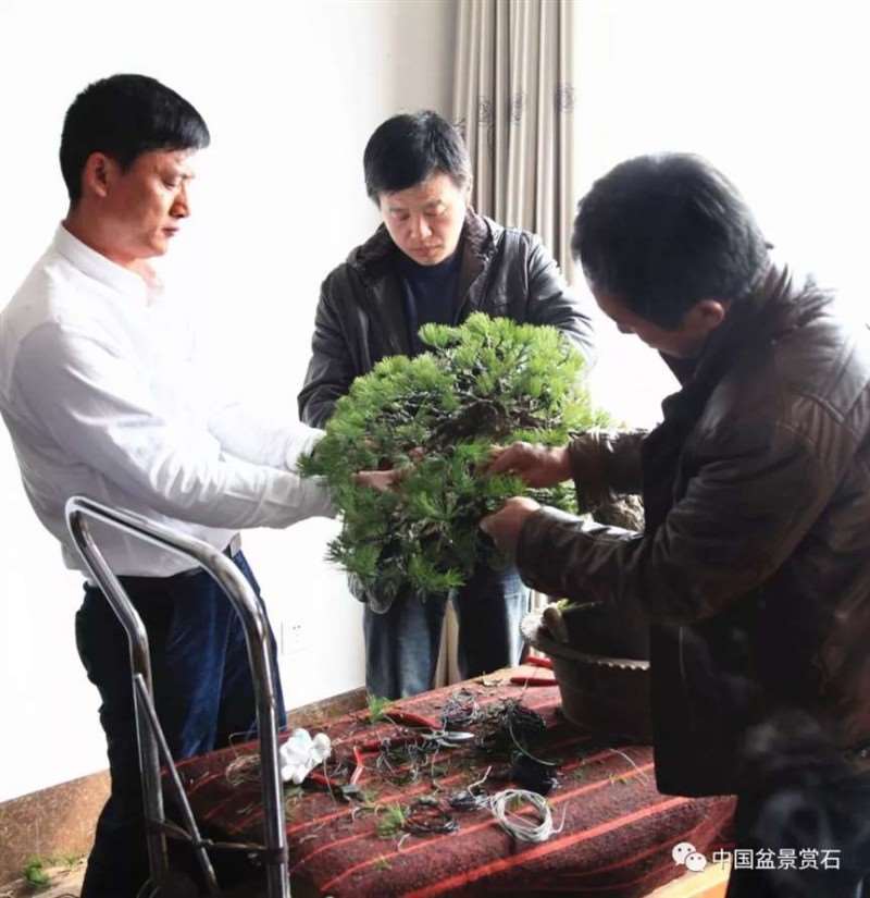 图解 怎么将日本五针松盆景改作成中国风