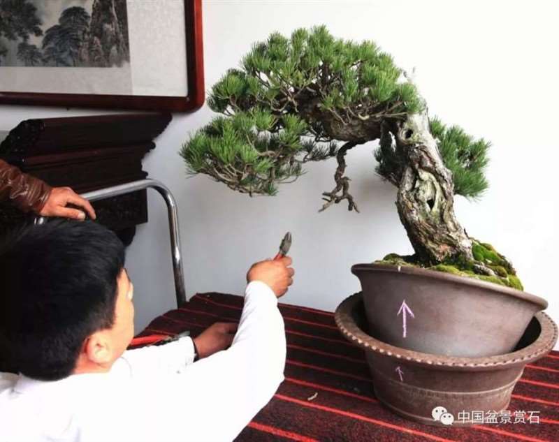 图解 怎么将日本五针松盆景改作成中国风
