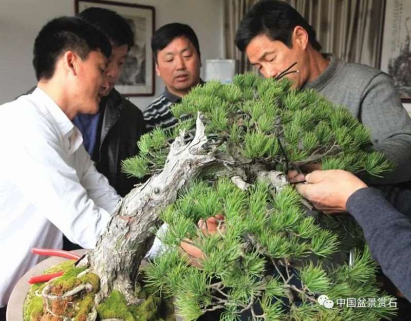 图解 怎么将日本五针松盆景改作成中国风