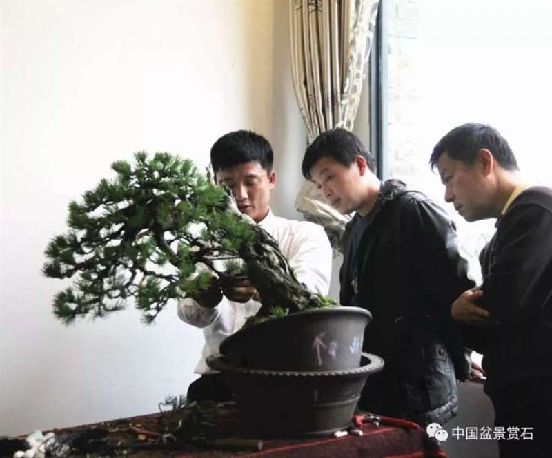 图解 怎么将日本五针松盆景改作成中国风