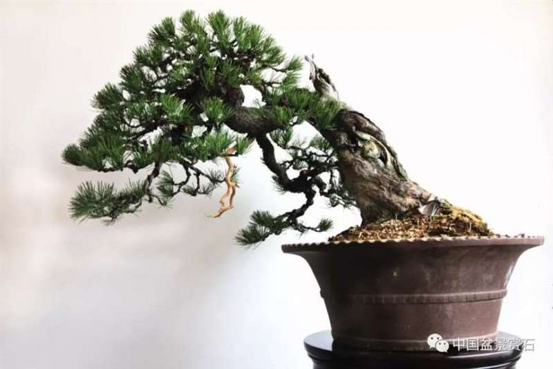 图解 怎么将日本五针松盆景改作成中国风