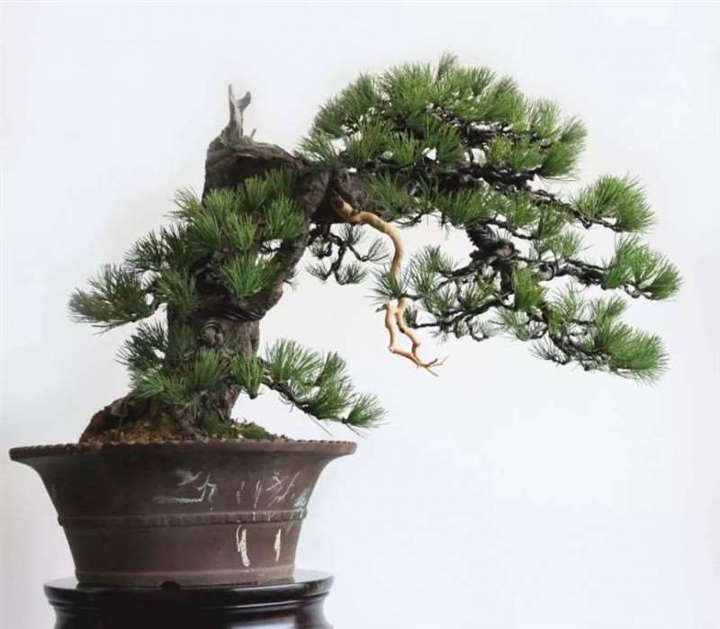 图解 怎么将日本五针松盆景改作成中国风