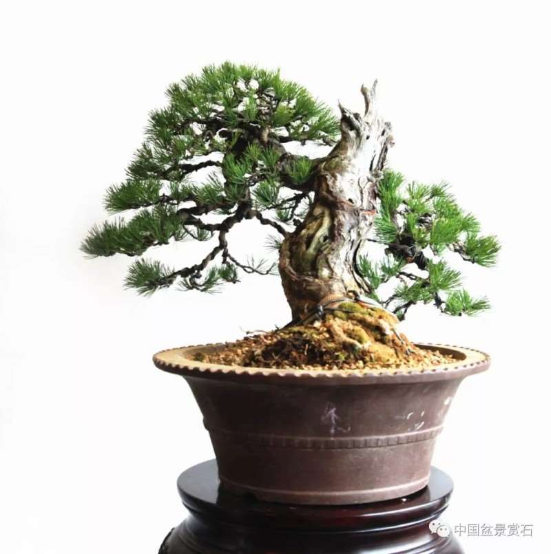 图解 怎么将日本五针松盆景改作成中国风