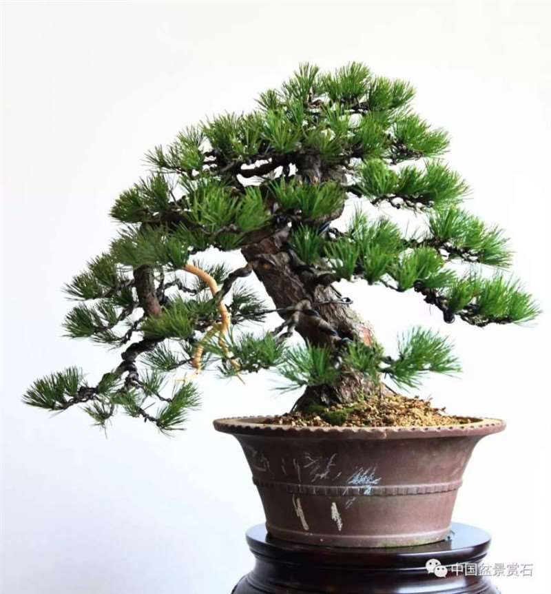 图解 怎么将日本五针松盆景改作成中国风