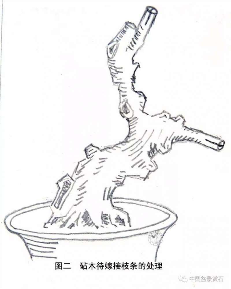 图解 怎么用枝接法制作紫薇盆景