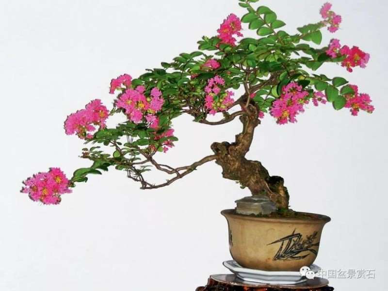 图解 怎么用枝接法制作紫薇盆景