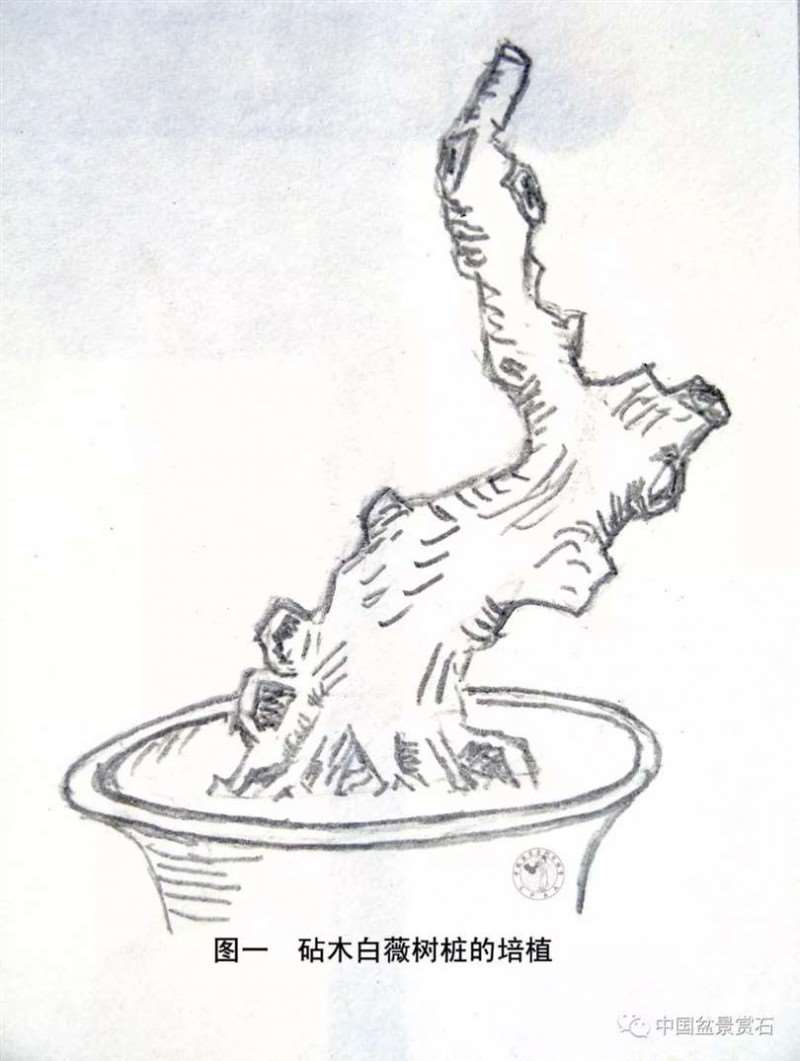 图解 怎么用枝接法制作紫薇盆景