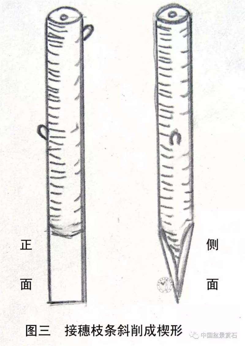 图解 怎么用枝接法制作紫薇盆景