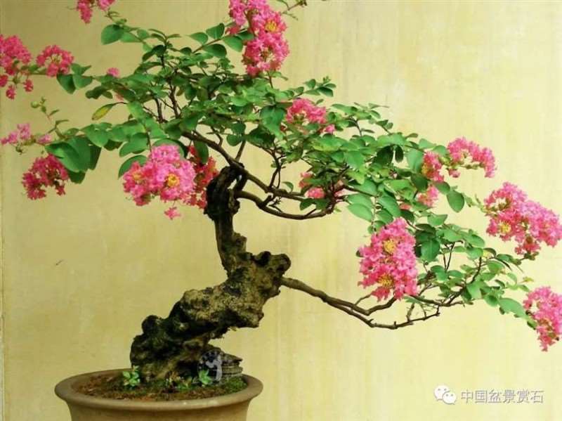 图解 怎么用枝接法制作紫薇盆景