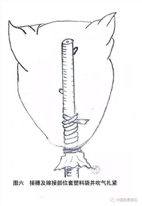 图解 怎么用枝接法制作紫薇盆景