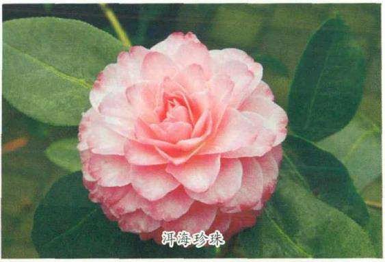 8个茶花登录新品种介绍