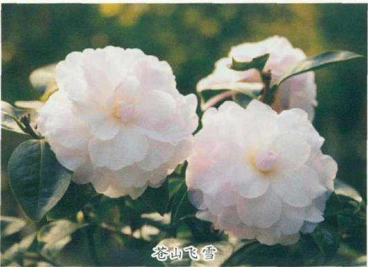 8个茶花登录新品种介绍