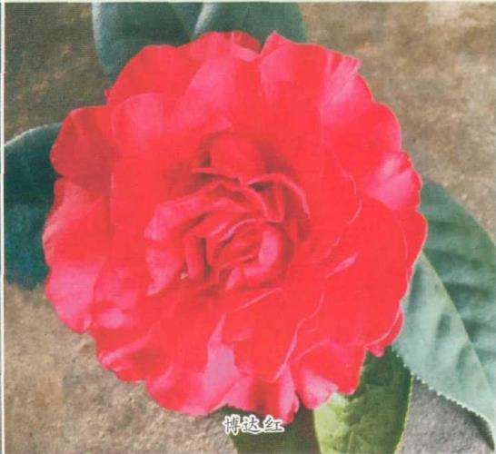 8个茶花登录新品种介绍 图片