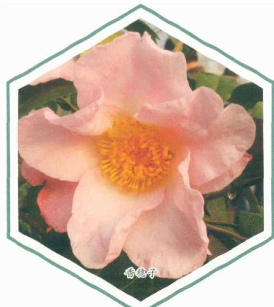 8个茶花登录新品种介绍 图片
