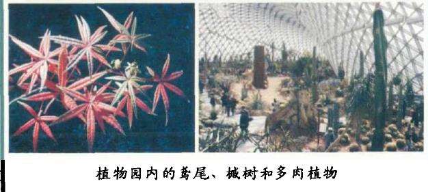 月季花的徂先 在这培育成功 图片