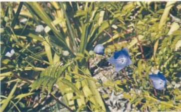 月季花的徂先 在这培育成功 图片