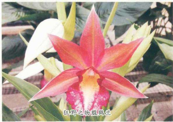 鹤顶兰属植物介绍及怎么病虫害防治