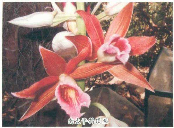 鹤顶兰属植物介绍及怎么病虫害防治