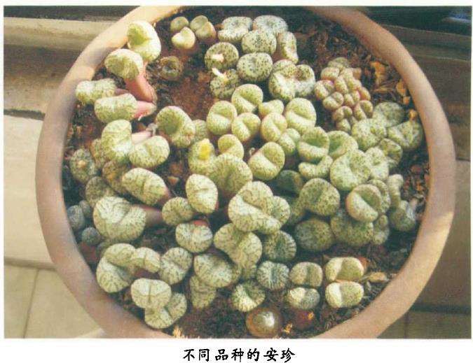 安珍当然的繁殖可用播种或分株的2个方法