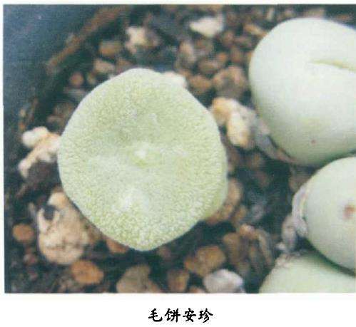 安珍当然的繁殖可用播种或分株的2个方法