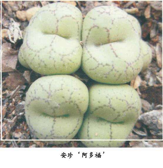 安珍多肉习性与怎么养护