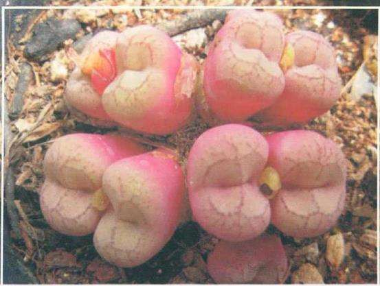 安珍多肉习性与怎么养护