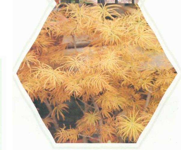 黄色叶松树种的景观应用有哪些
