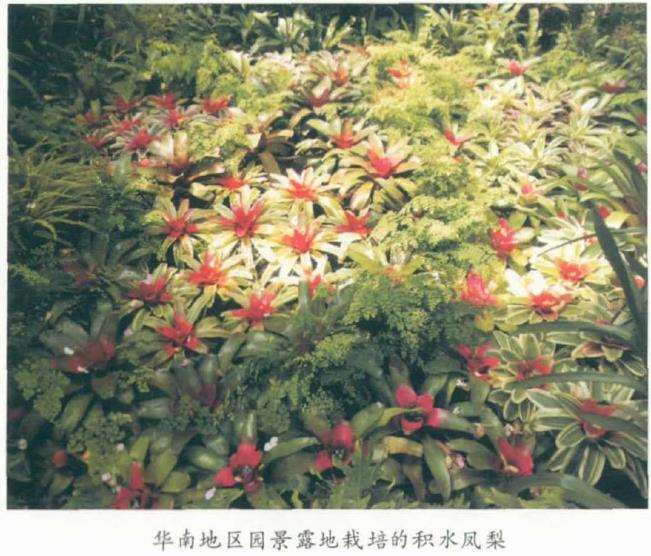 枳水凤梨怎么上盆繁殖的3个方法 图片