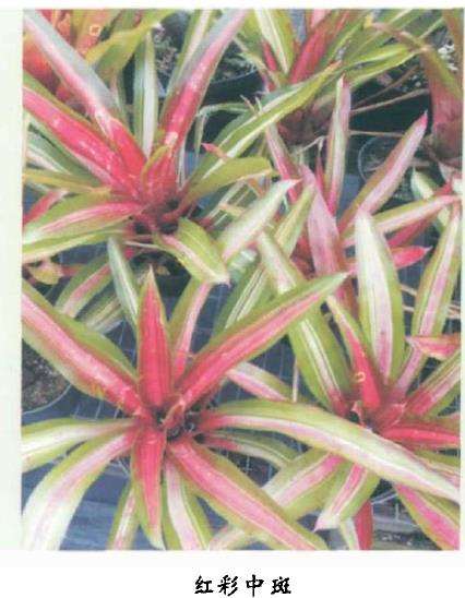 枳水凤梨怎么上盆繁殖的3个方法 图片