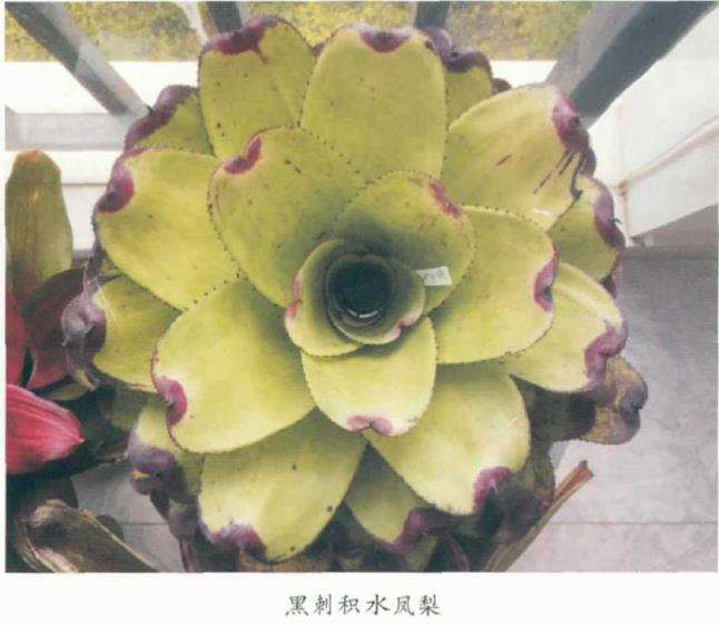 枳水凤梨怎么上盆繁殖的3个方法 图片