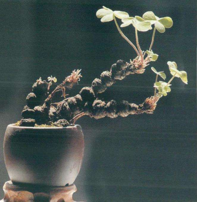 红花酢浆草怎么浇水养护的5个步骤