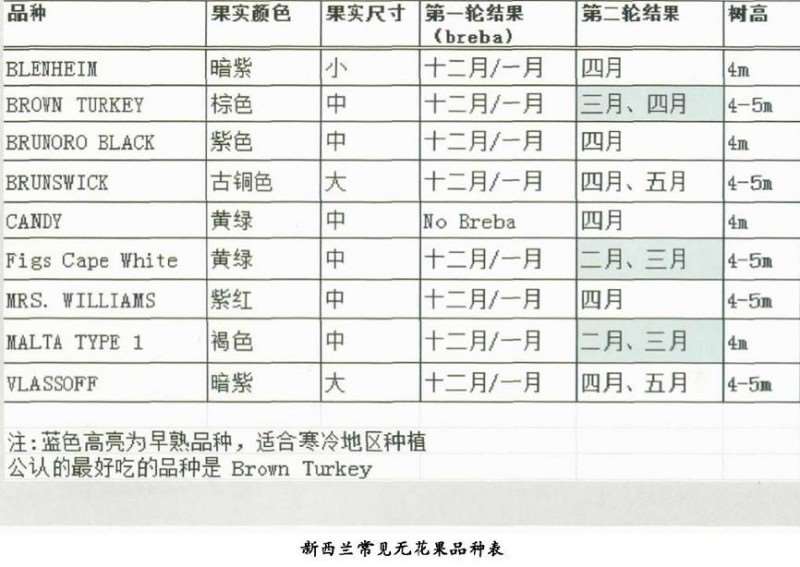 新西兰的无花果树怎么扞插繁殖
