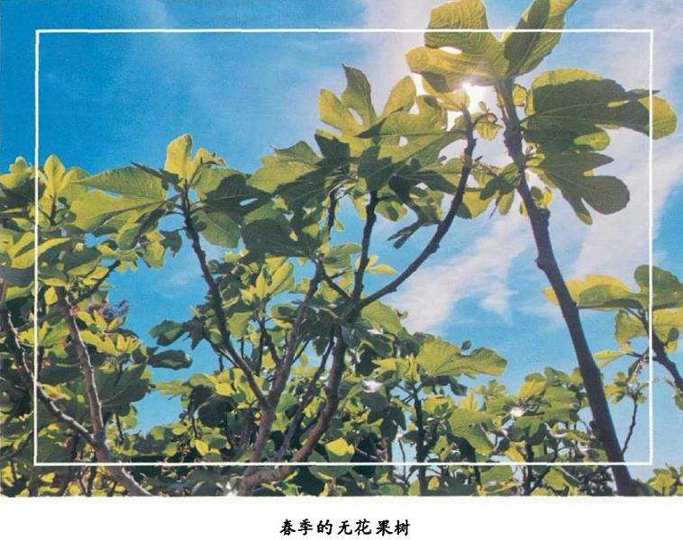 无花果怎么剪枝和病虫害