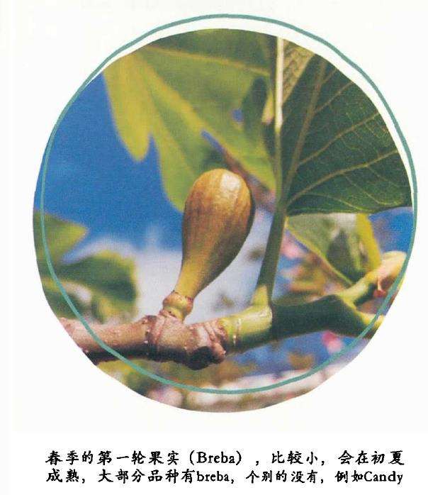 无花果怎么剪枝和病虫害