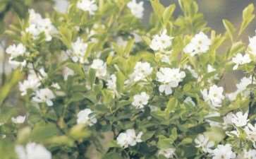 在明治末期 白鹃梅传到了日本 图片