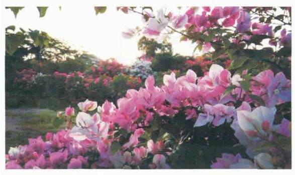 瘴州三角梅种植户和企业有1000多家