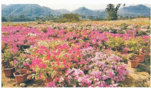 瘴州三角梅种植户和企业有1000多家