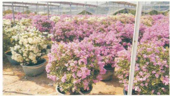 瘴州三角梅种植户和企业有1000多家