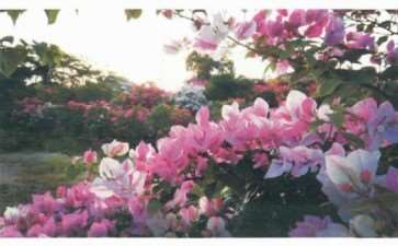 瘴州三角梅种植户和企业有1000多家 图片