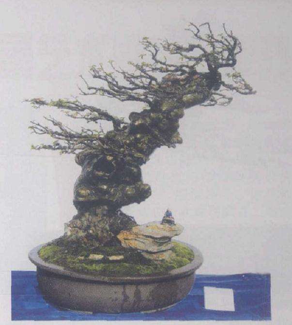 丹江口盆景赏石根艺菊花展