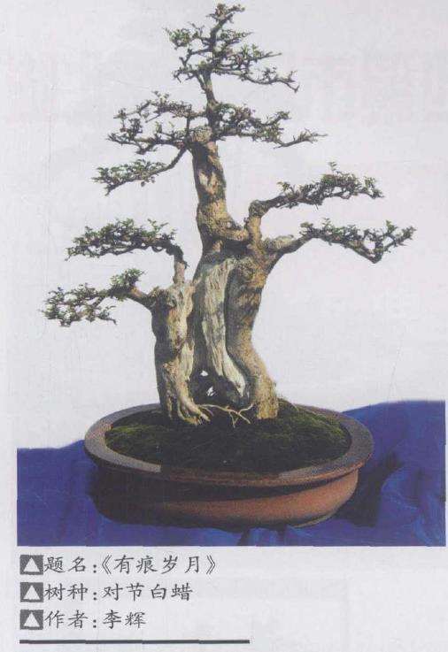 丹江口盆景赏石根艺菊花展