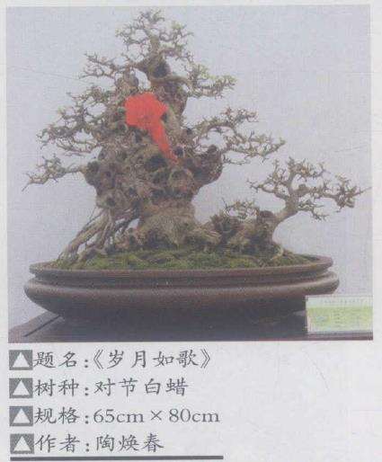 河南省第八届盆景艺术展在郑州举办