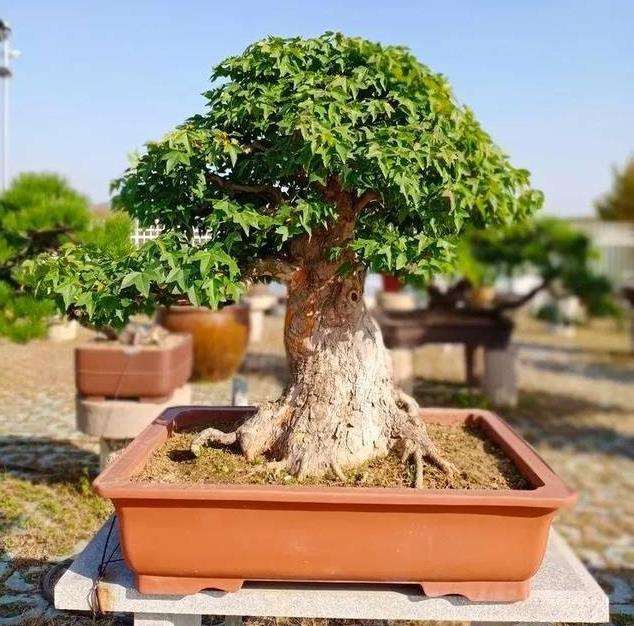 安徽明光举办首届盆景展