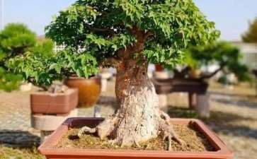 2009年 安徽明光举办首届盆景展