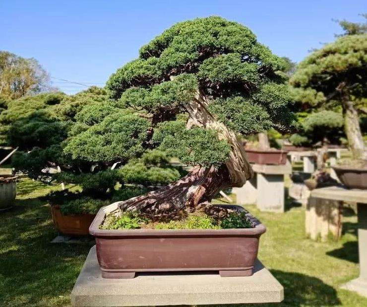 2009年 台州第四届精品盆景展览