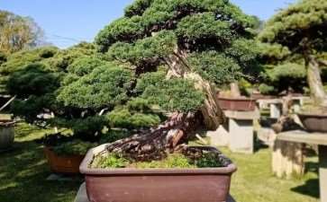 2009年 台州第四届精品盆景展览